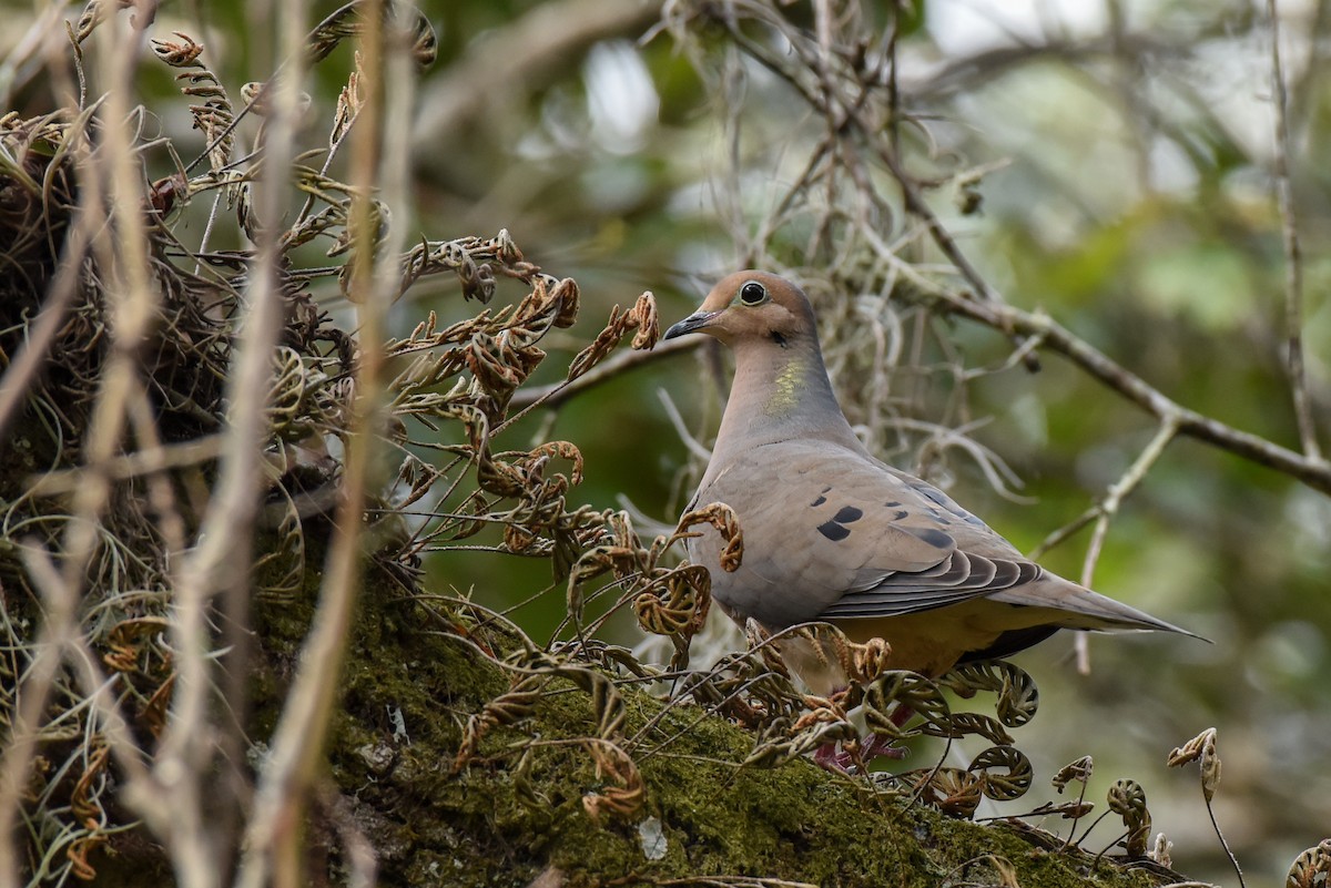 Mourning Dove - ML409893551