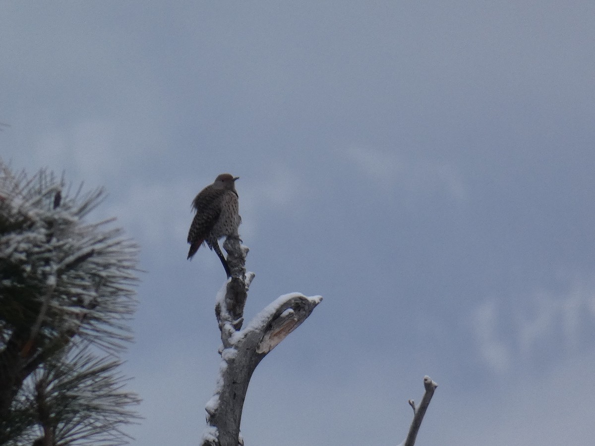 Northern Flicker - ML409894411