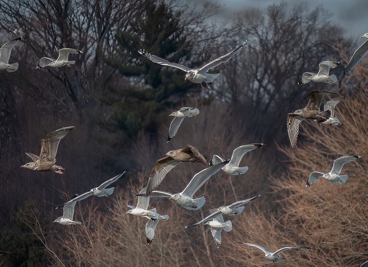 Herring Gull - ML409894831