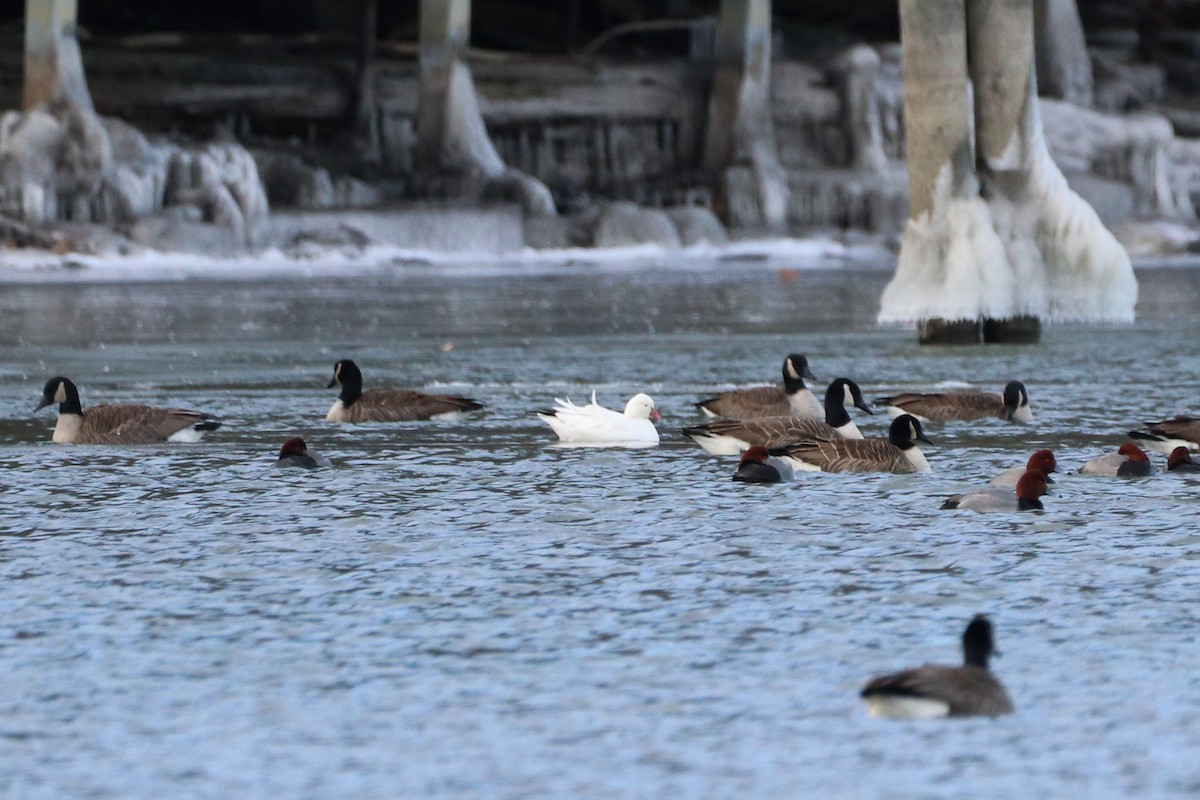 Ross's Goose - Sean Carroll