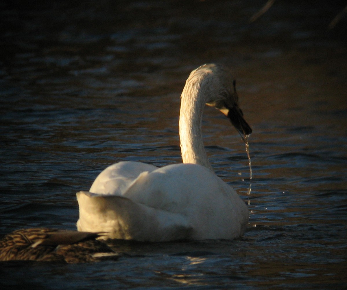 Cygne trompette - ML409896541