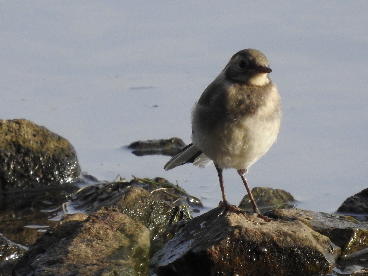 White Wagtail - Lucie Dobiášová