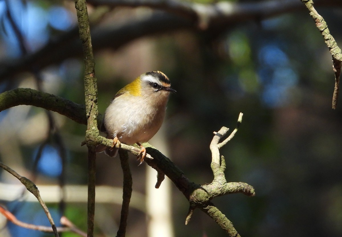 Common Firecrest - ML409897561