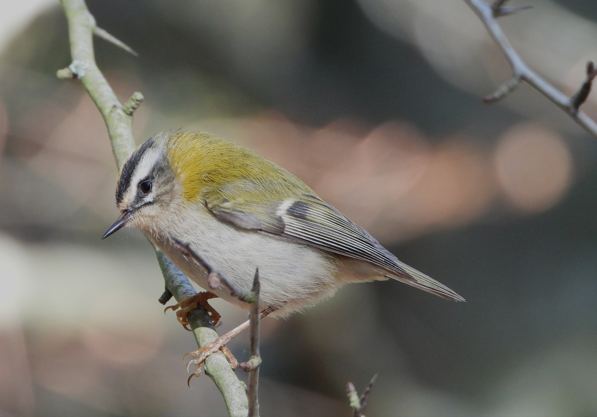 Common Firecrest - ML409897571