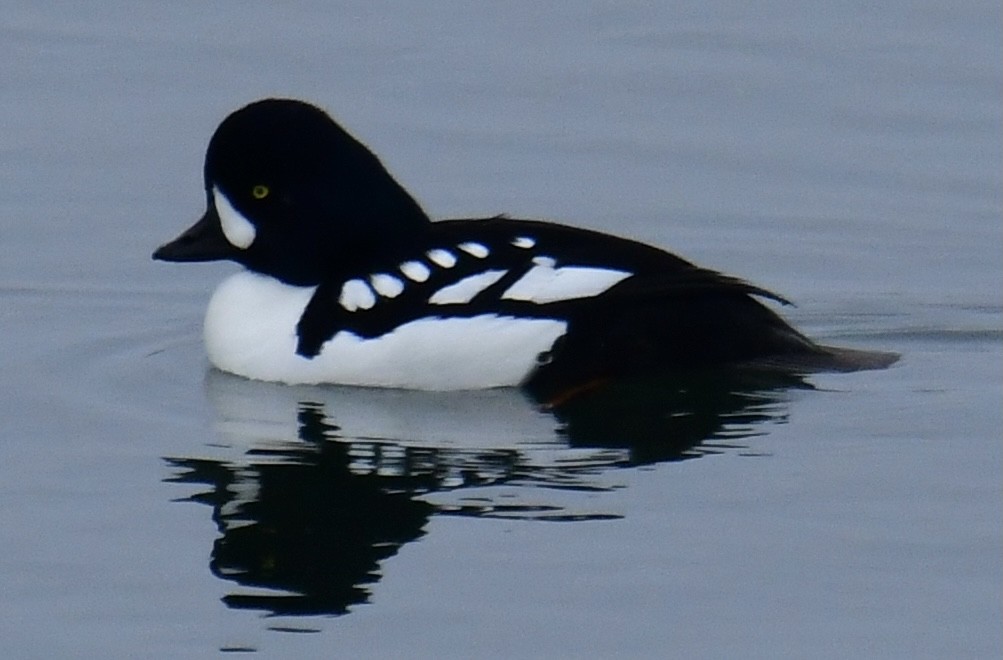 Barrow's Goldeneye - Gary Roberts