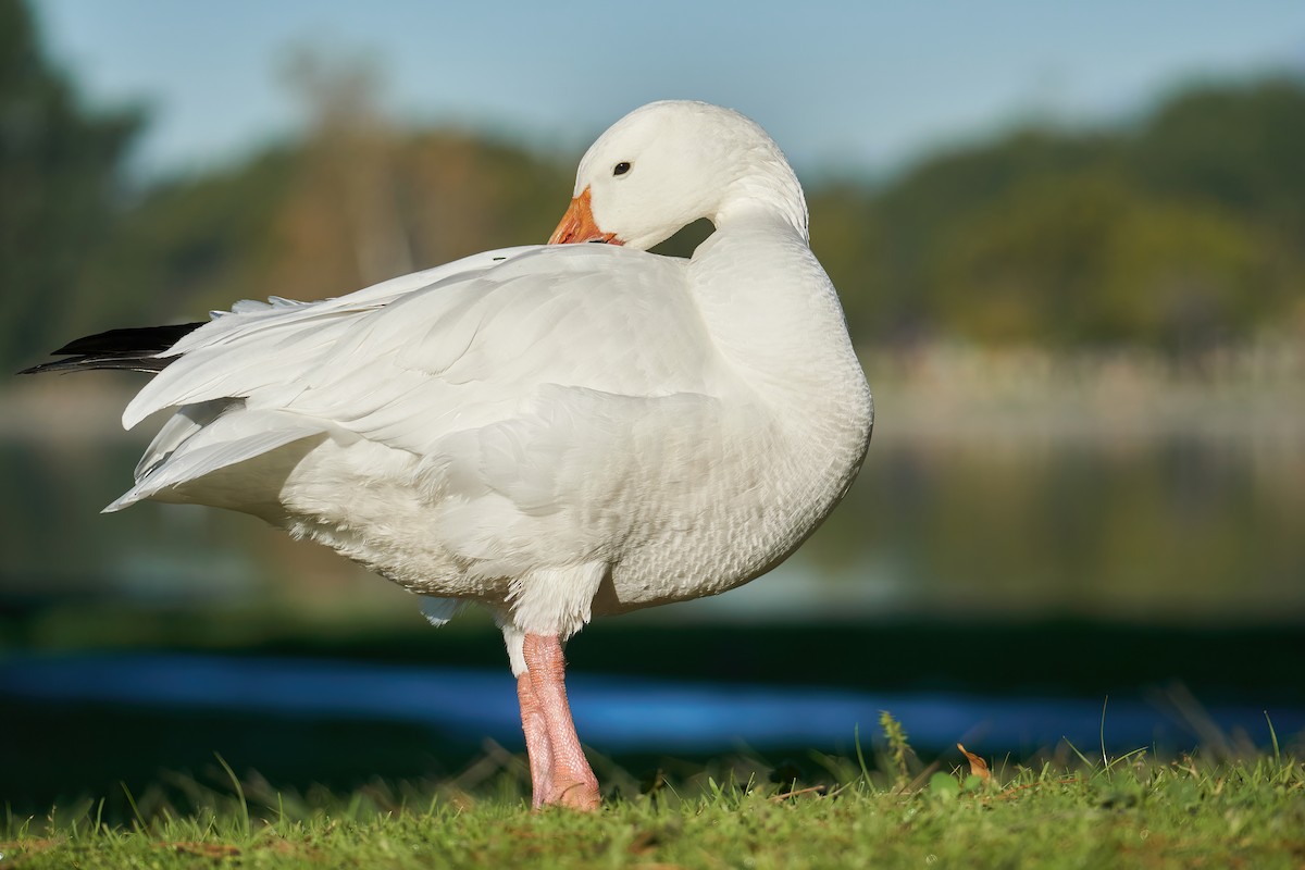 Snow Goose - Grigory Heaton