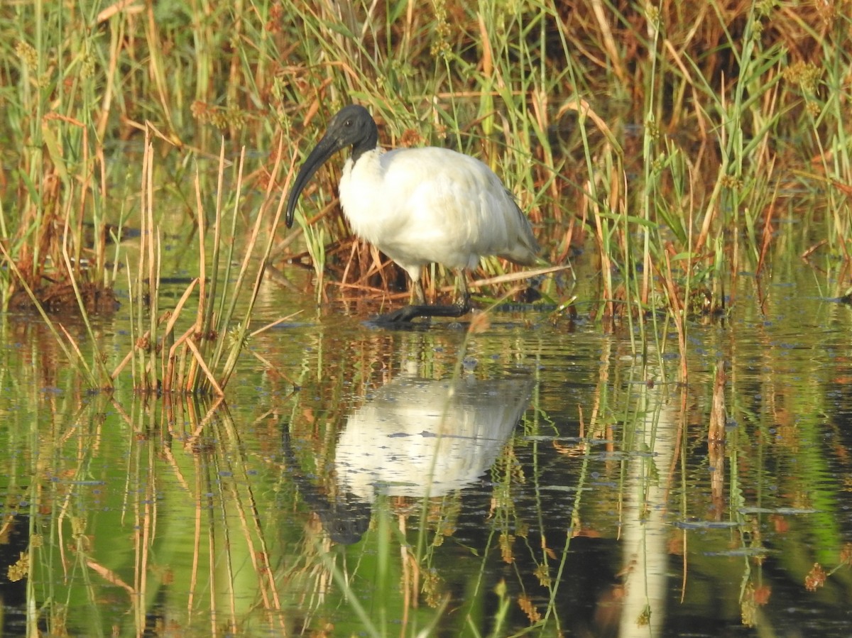 Black-headed Ibis - ML409898651