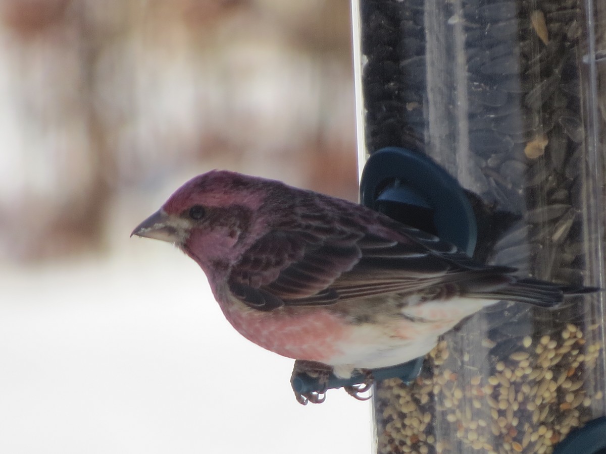 Purple Finch - Tom Wheatley