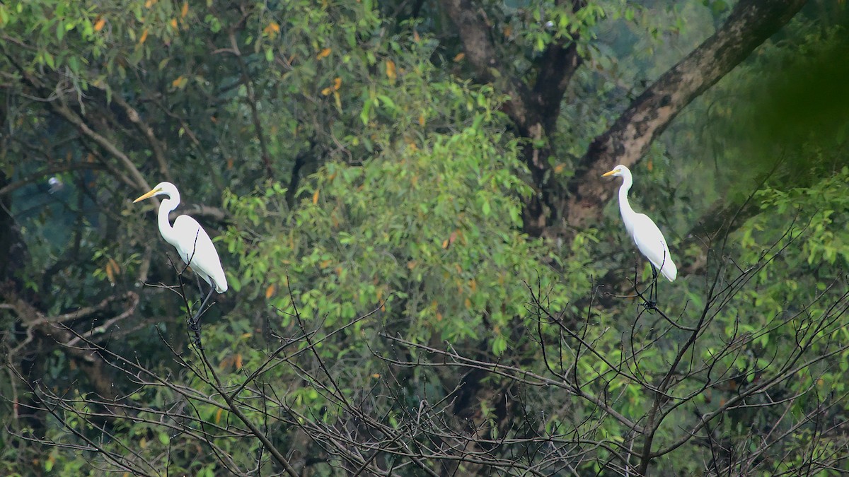 Great Egret - ML409898981