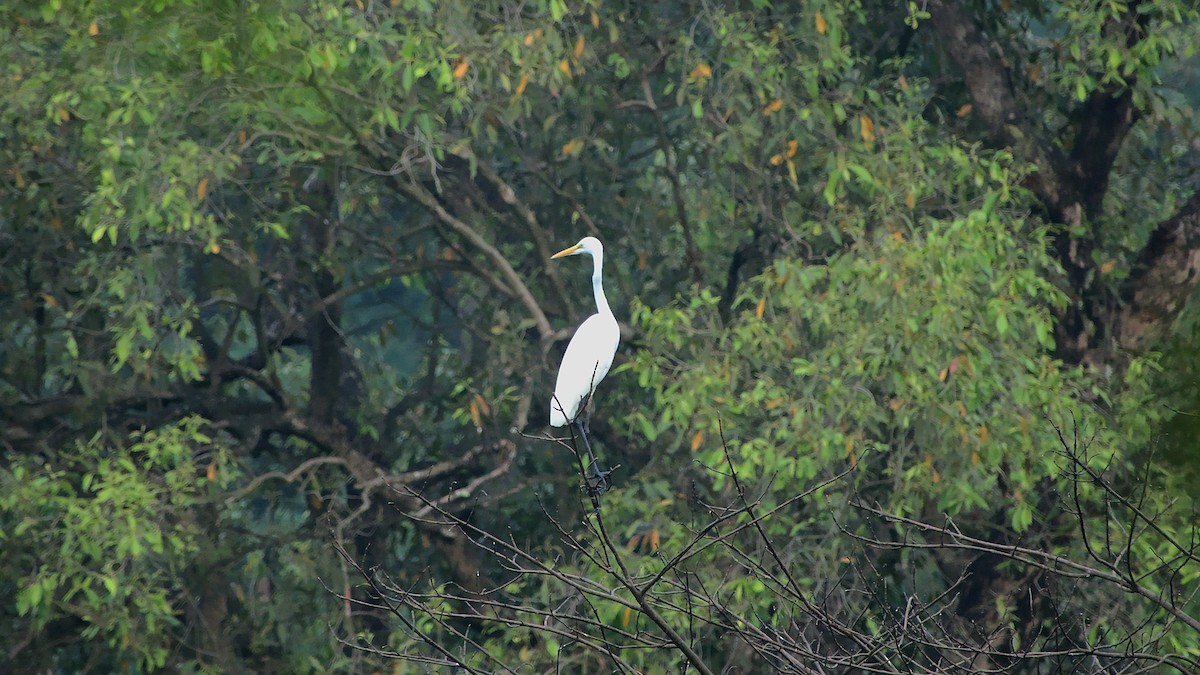 Great Egret - ML409899001