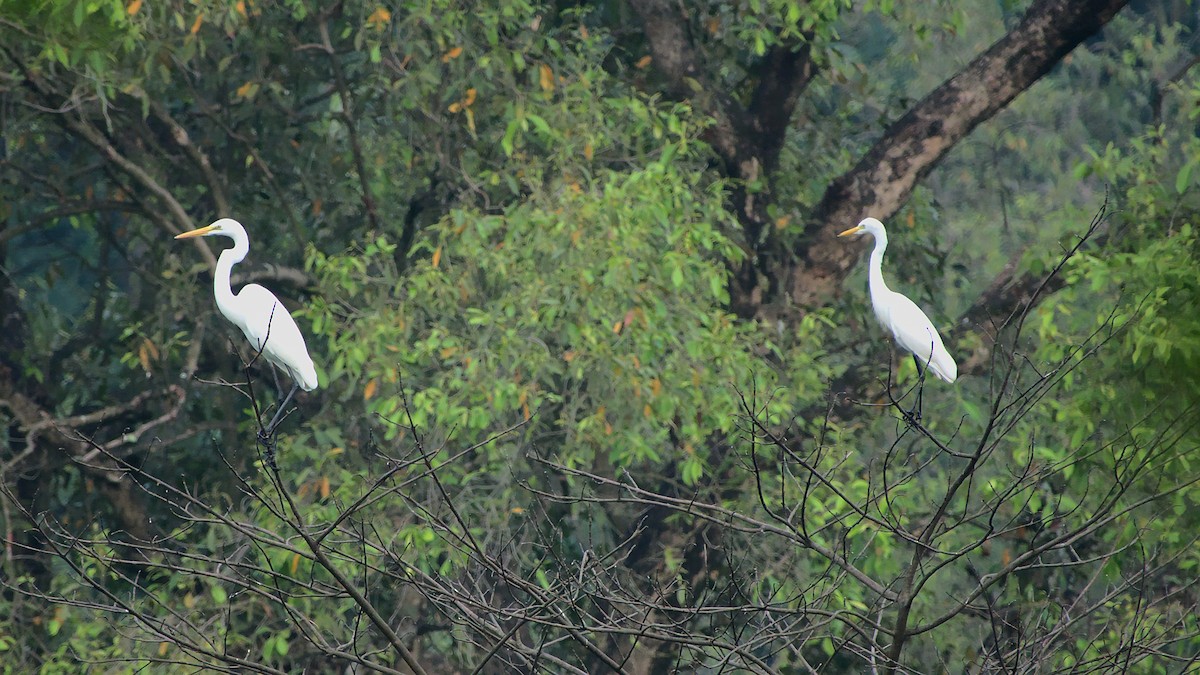 Great Egret - ML409899041