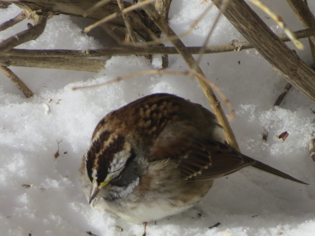 White-throated Sparrow - ML409899291