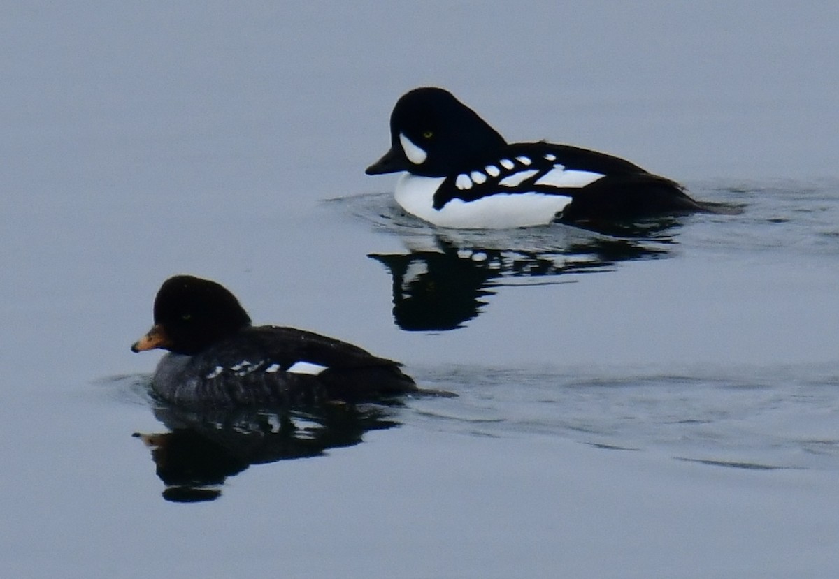 Barrow's Goldeneye - Gary Roberts