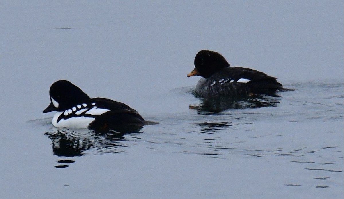 Barrow's Goldeneye - Gary Roberts