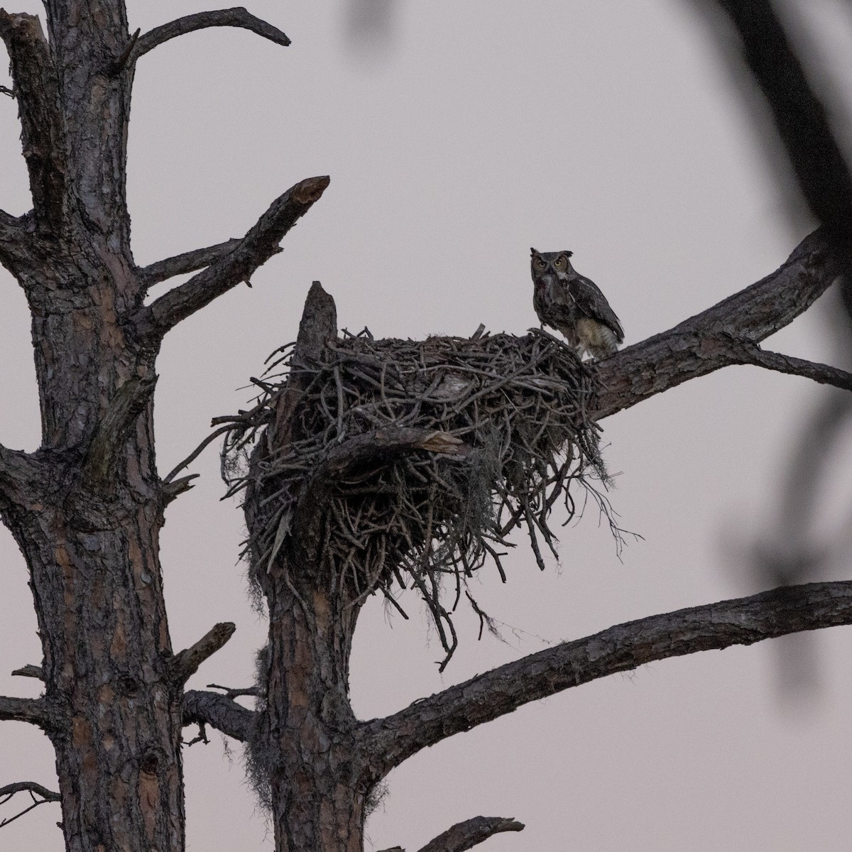 Great Horned Owl - Seymore Gulls