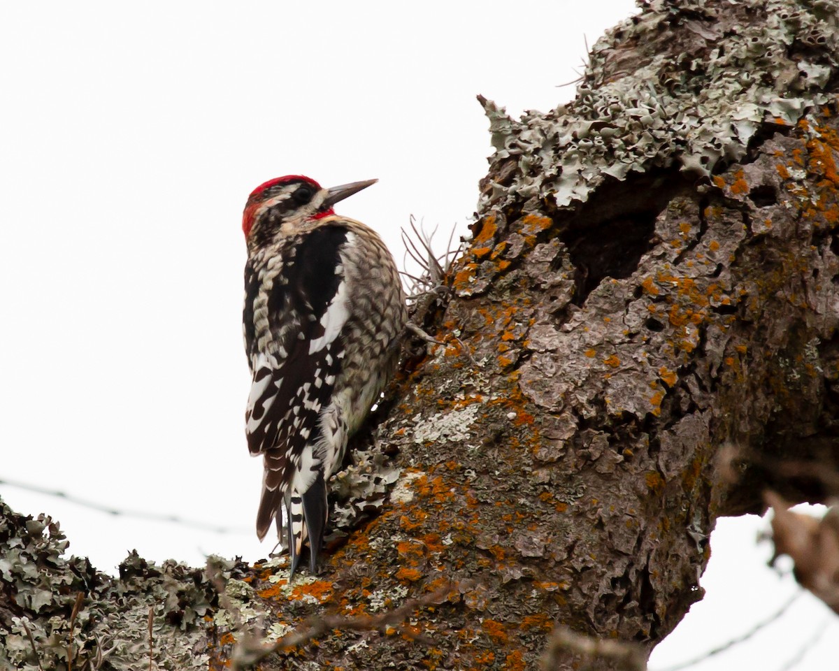 Red-naped Sapsucker - ML409902601