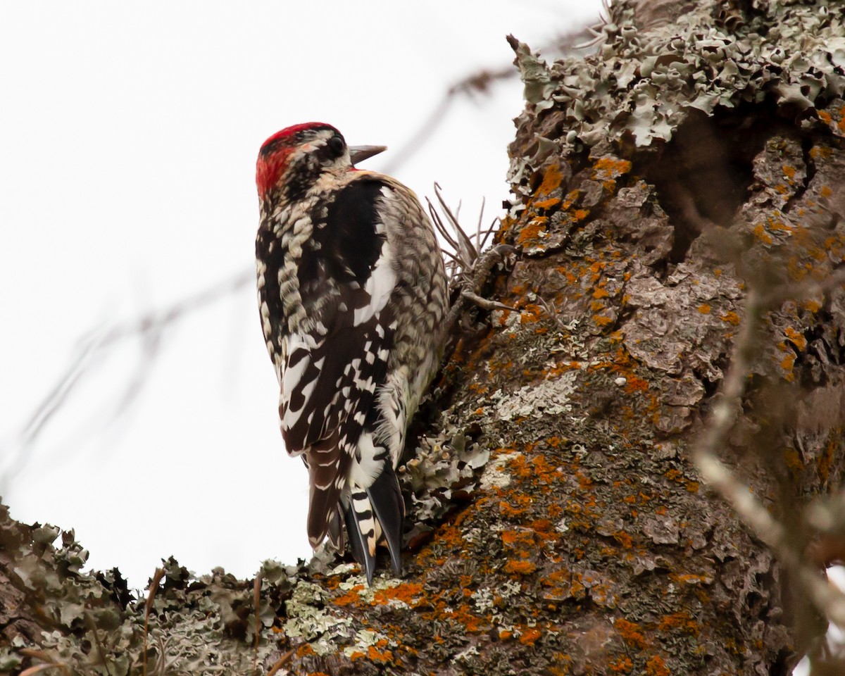 Red-naped Sapsucker - ML409902611