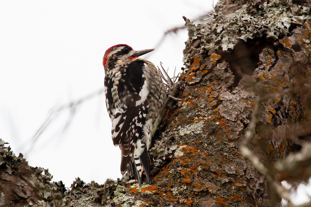 Red-naped Sapsucker - ML409902621