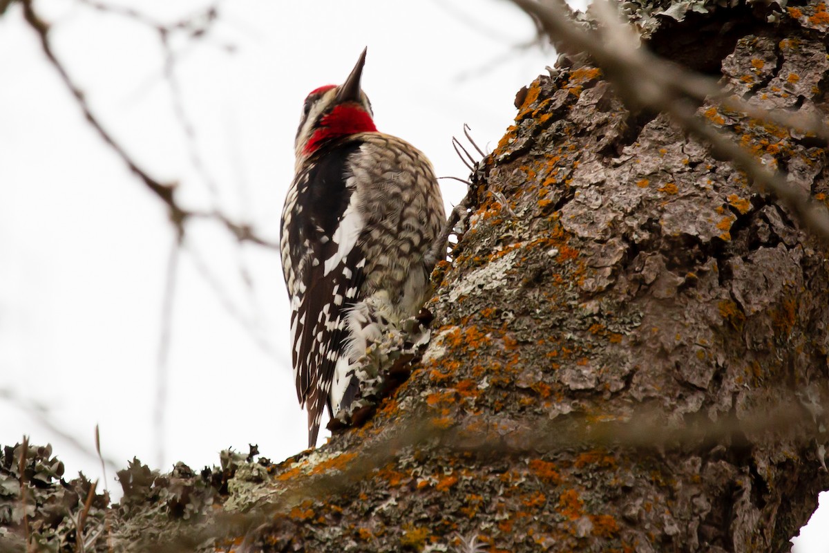 Red-naped Sapsucker - ML409902631