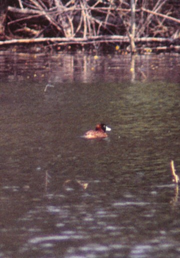 Masked Duck - ML409903421