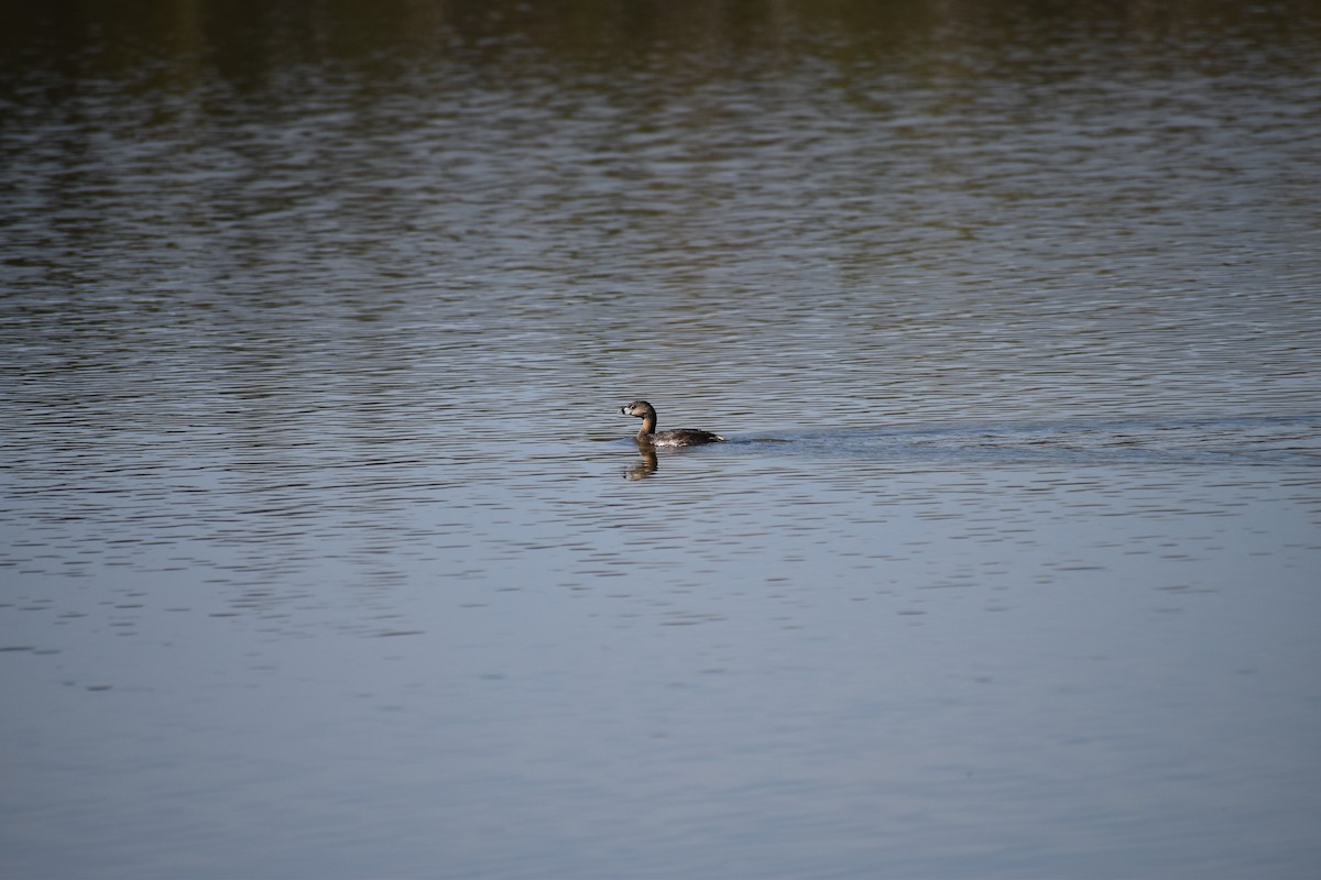 Pied-billed Grebe - ML409903921