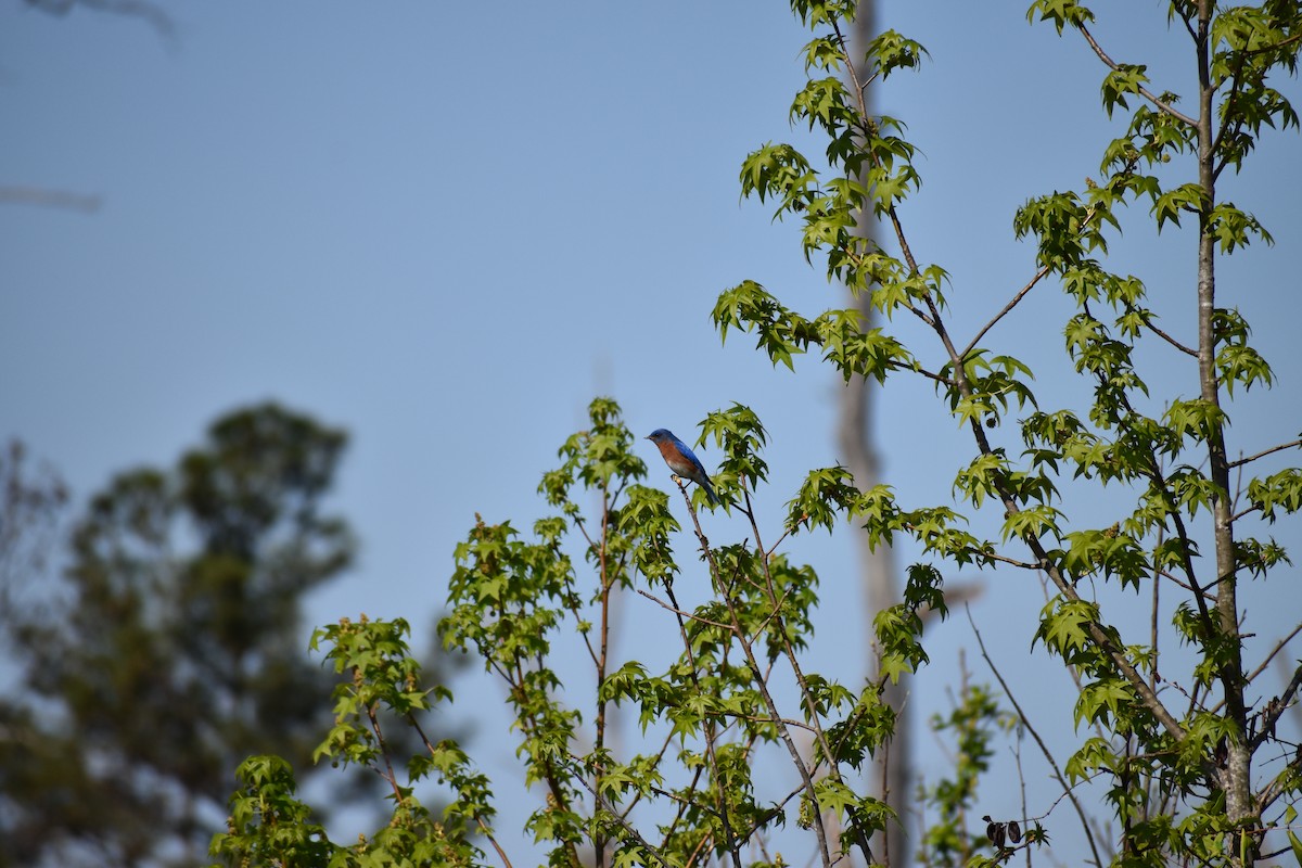 Eastern Bluebird - ML409903981