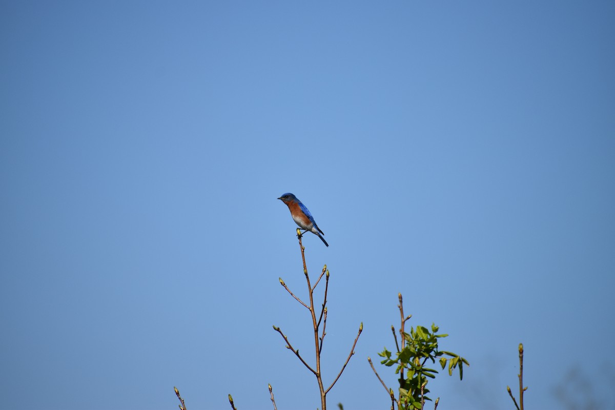 Eastern Bluebird - ML409904021