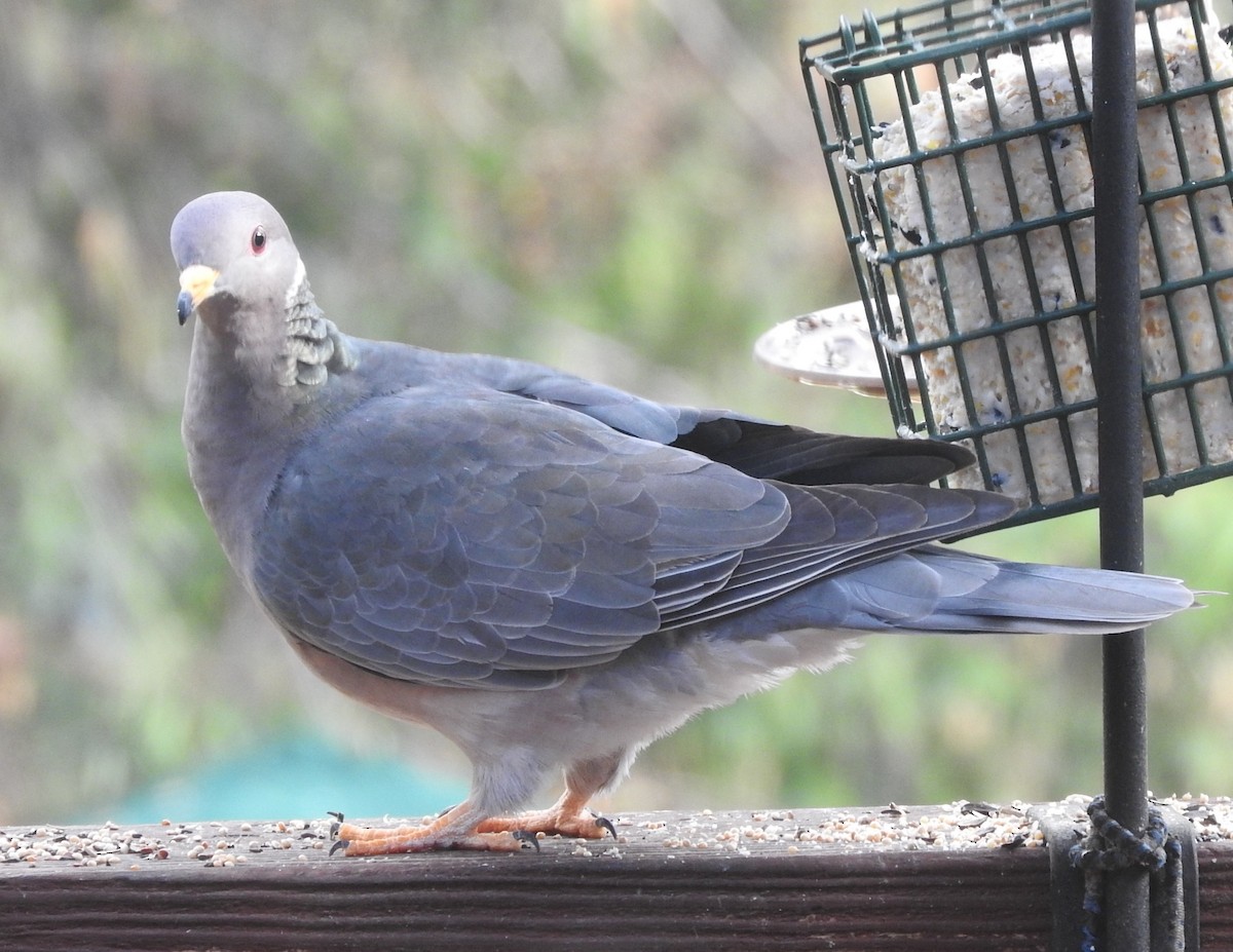 Pigeon à queue barrée - ML40990431