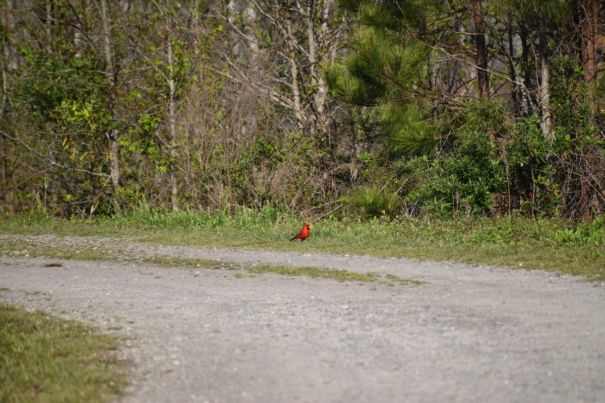 Northern Cardinal - ML409904341