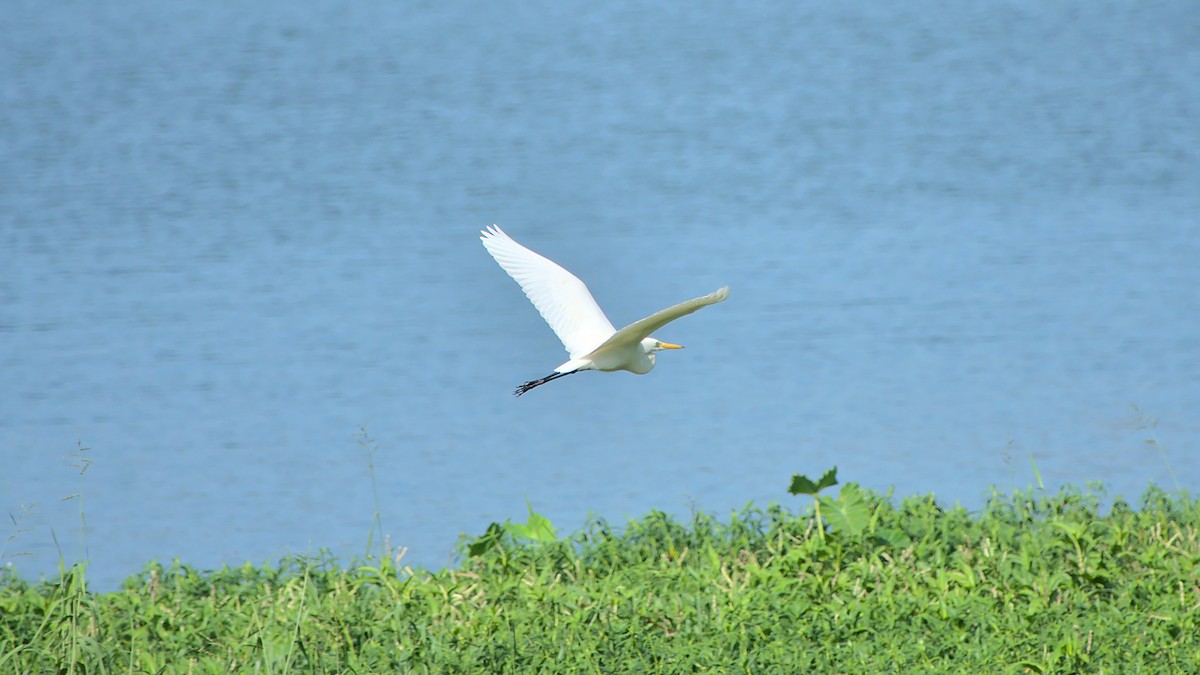 Great Egret - ML409905391