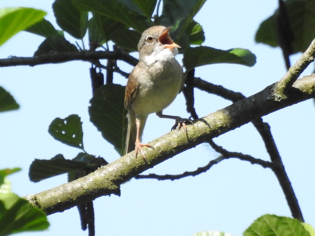 Greater Whitethroat - ML409905511