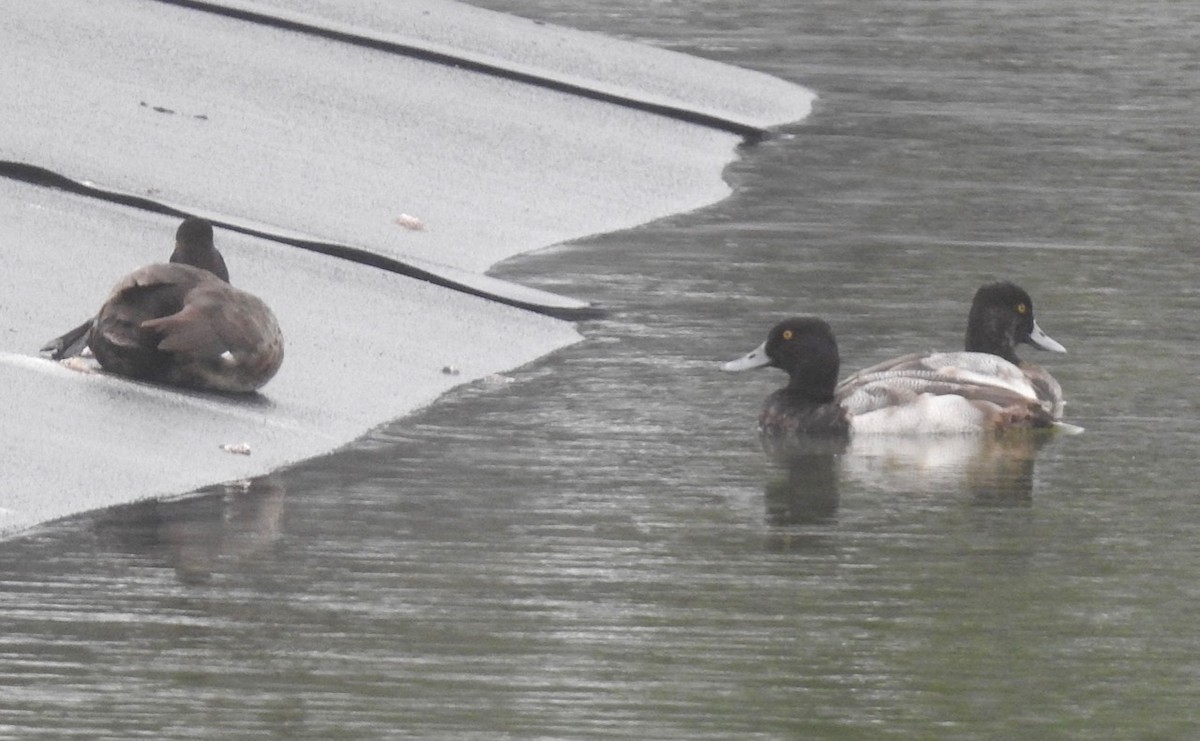 Greater Scaup - ML409906201