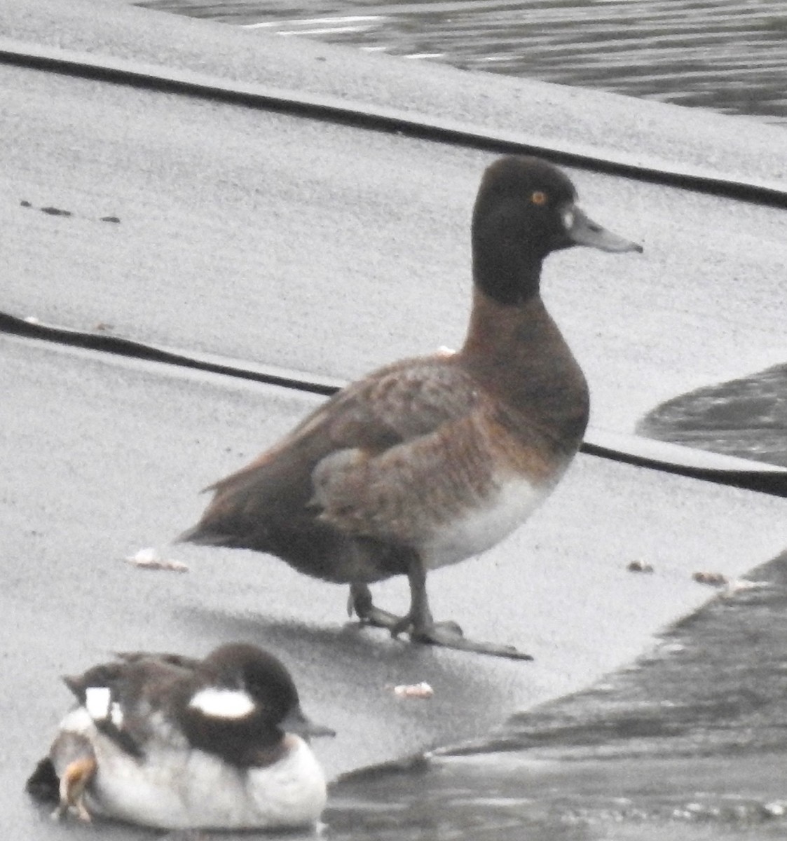 Greater Scaup - ML409906211