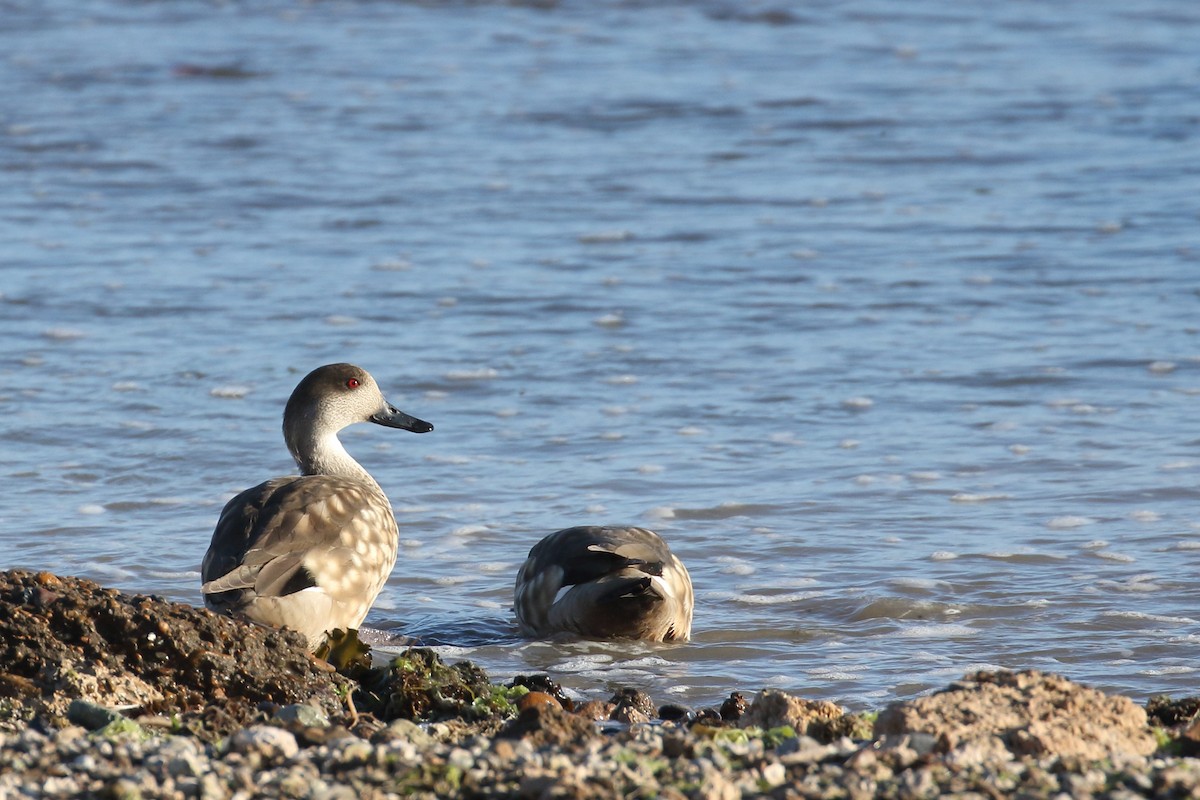 Crested Duck - ML409908041