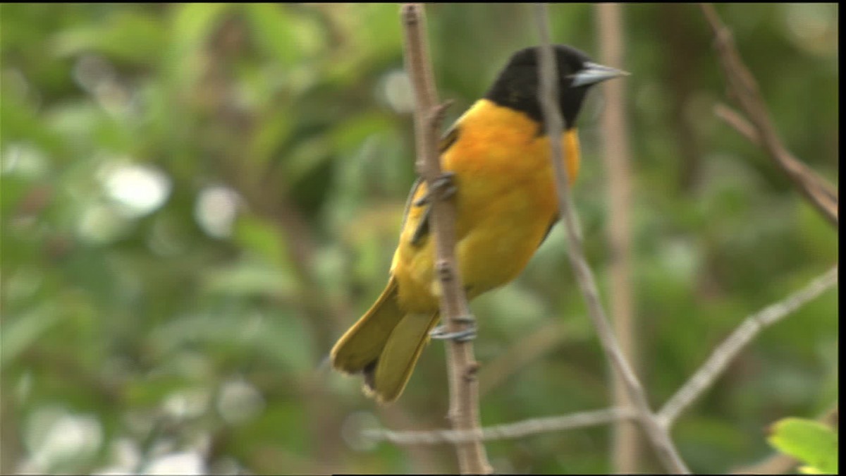ML409909 - Baltimore Oriole - Macaulay Library
