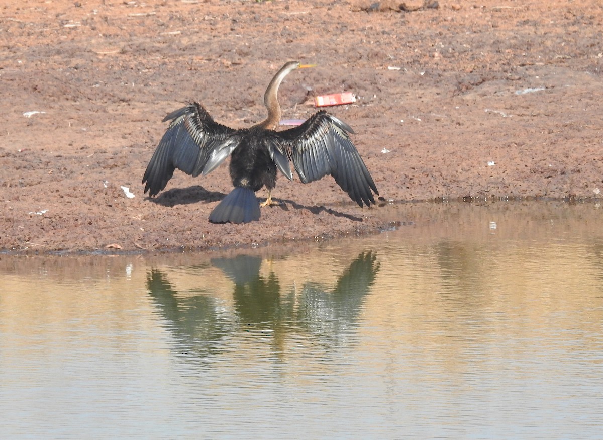 Anhinga Asiática - ML409909071