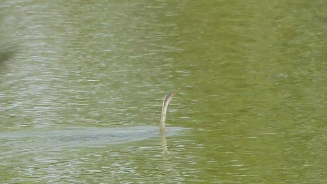 Anhinga Asiática - ML409909931