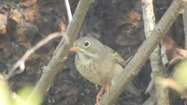 Gray-necked Bunting - ML409909981