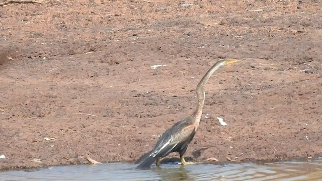 Oriental Darter - ML409910361