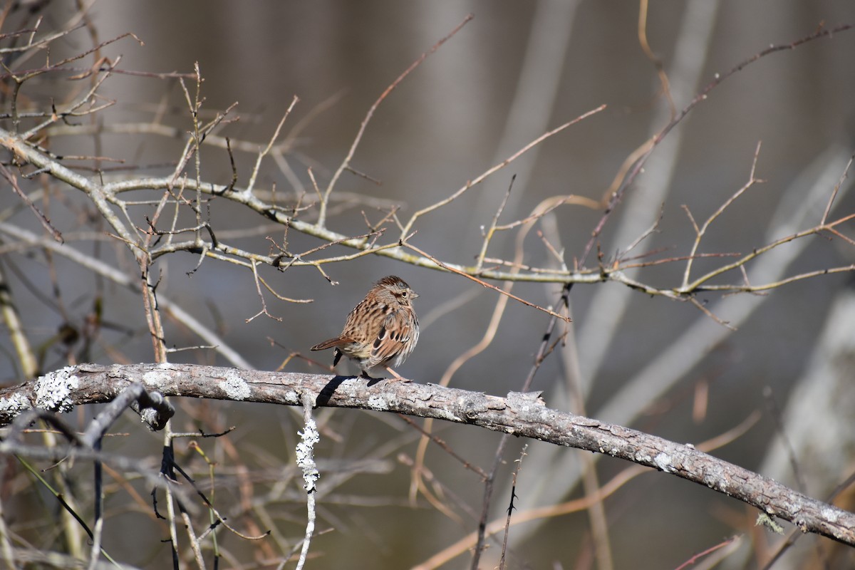 Song Sparrow - ML409911581