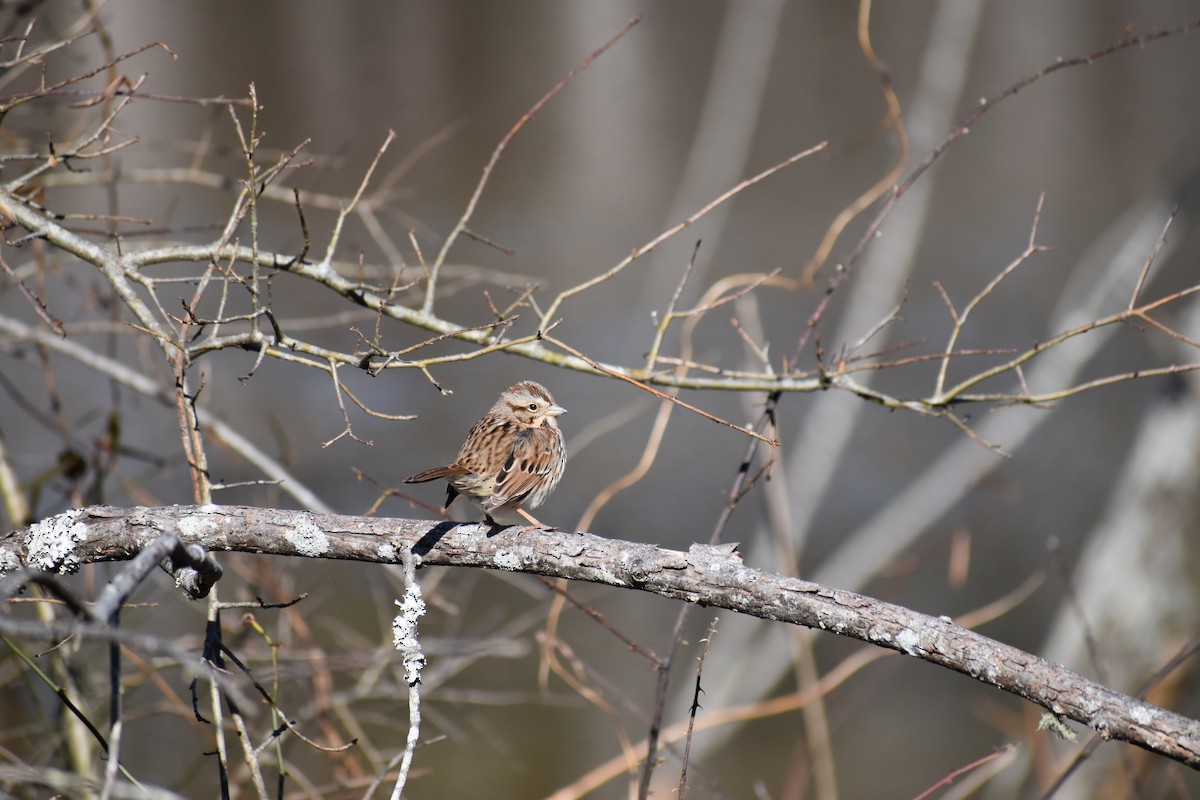 Song Sparrow - ML409911591