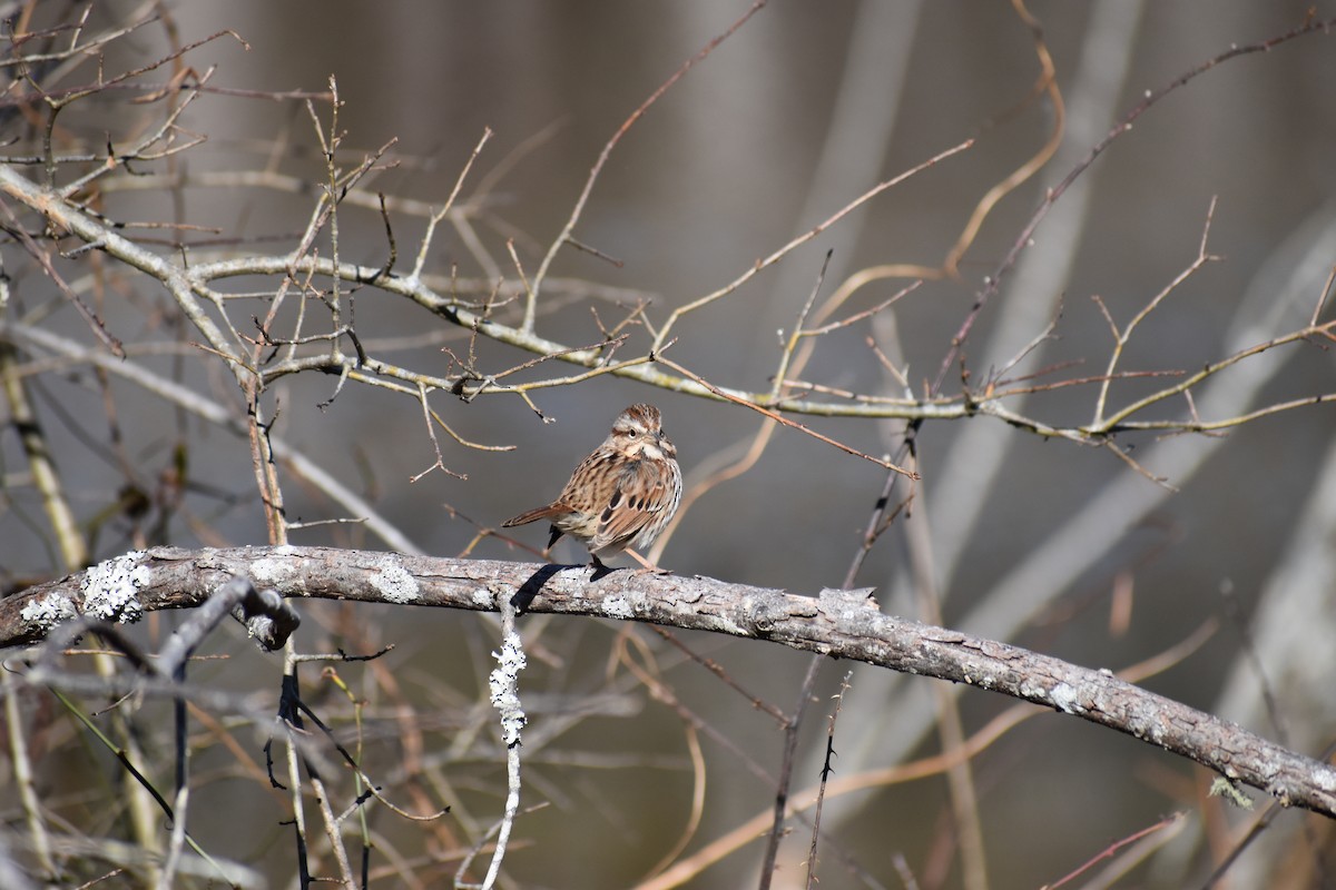 Song Sparrow - ML409911621