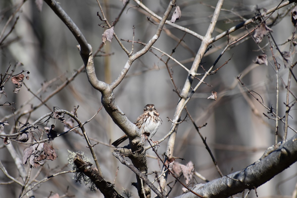 Song Sparrow - ML409911831