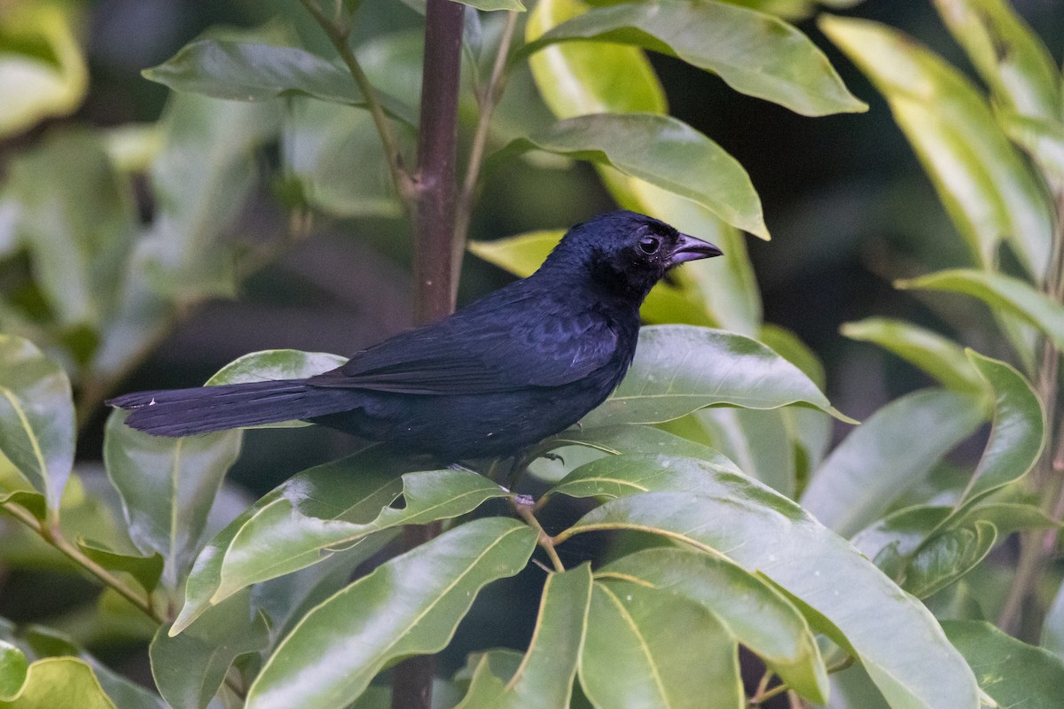 Ruby-crowned Tanager - ML409912871