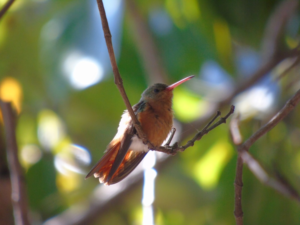 Cinnamon Hummingbird - ML409913241