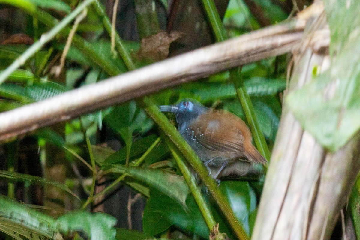 Chestnut-backed Antbird - Sue Wright