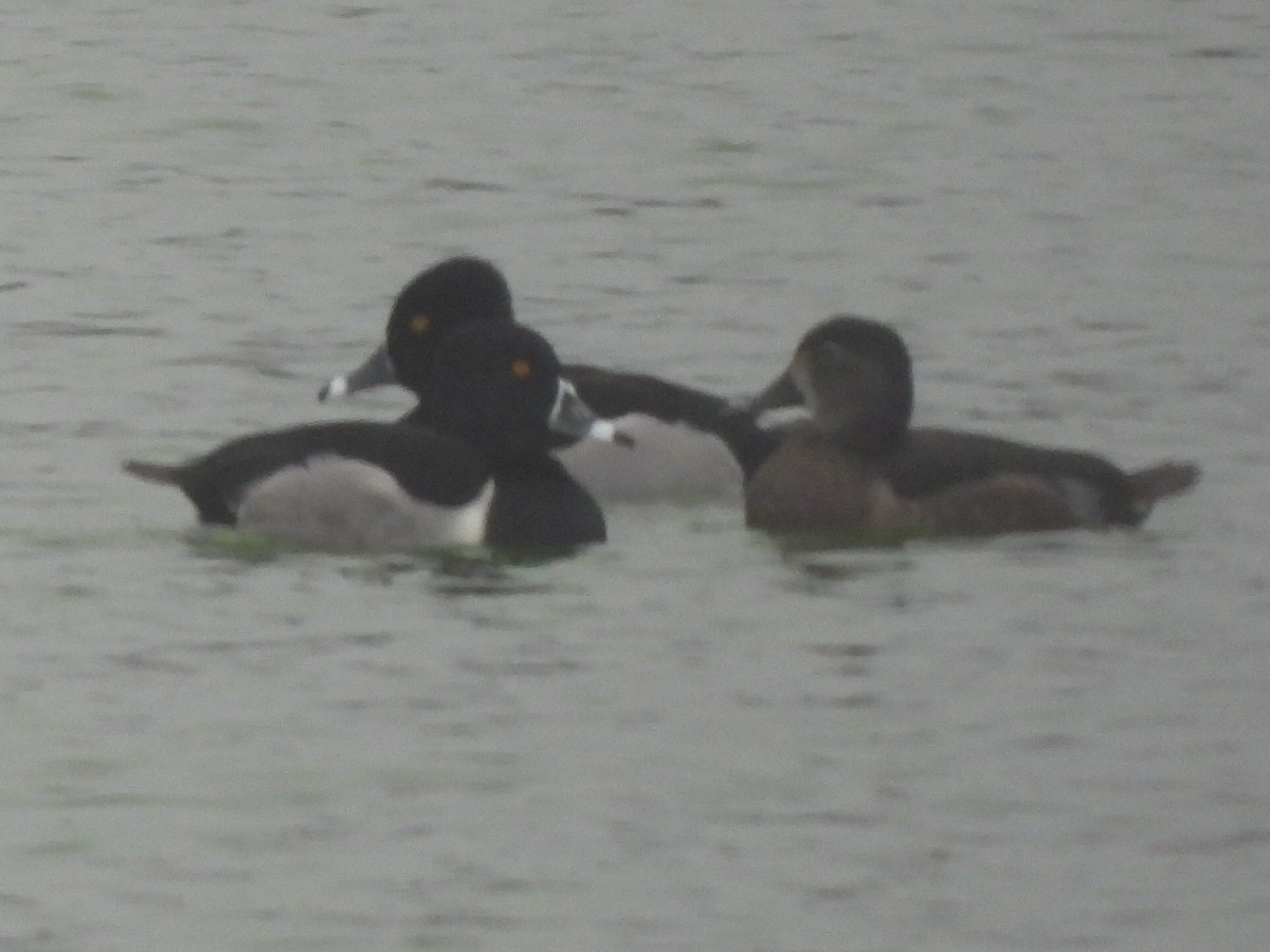 Ring-necked Duck - ML409914321