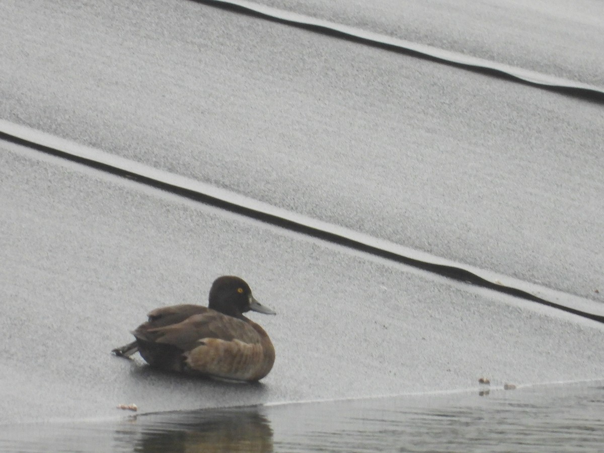 Greater Scaup - ML409914451