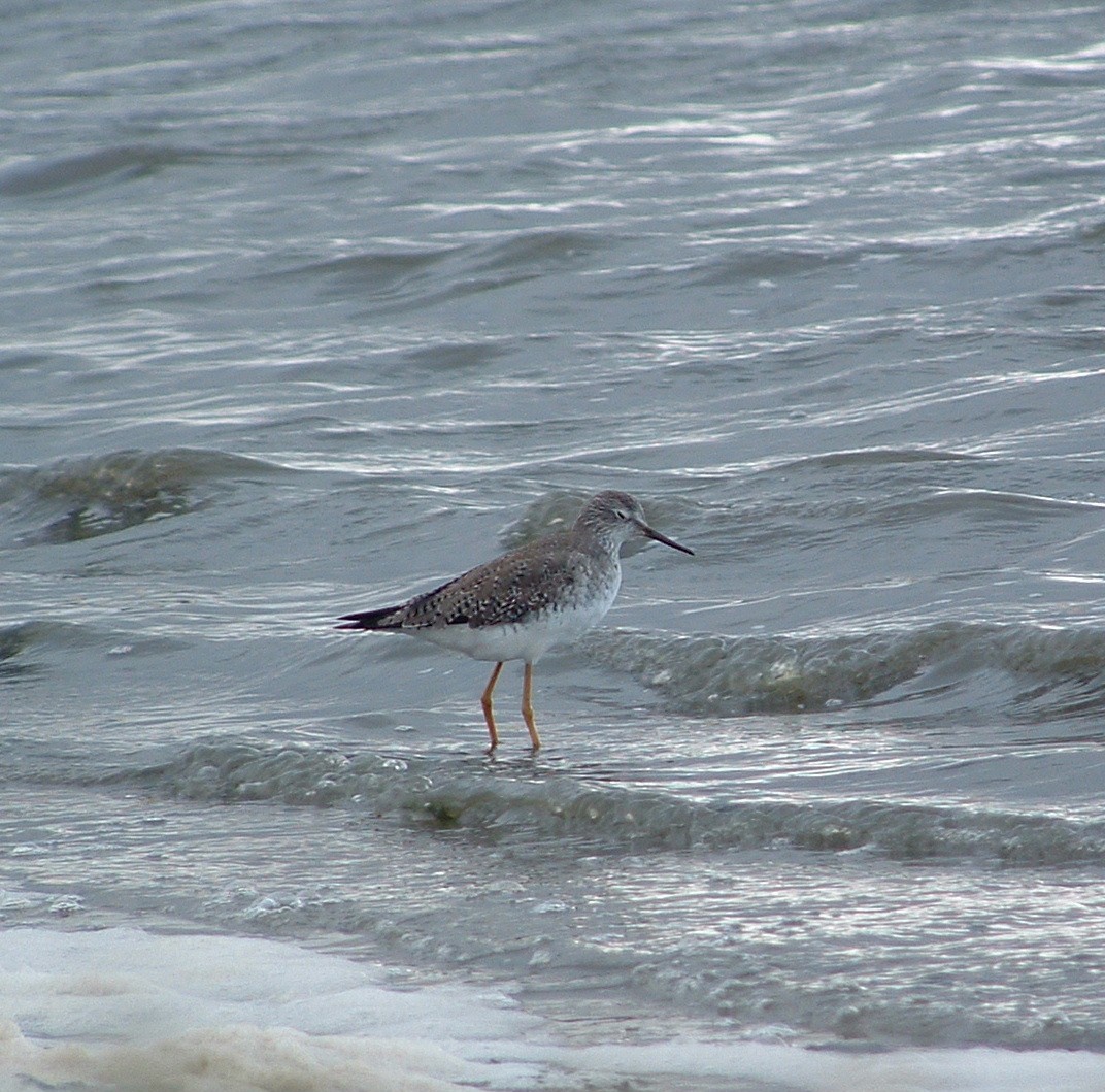 Lesser Yellowlegs - Alan Henry