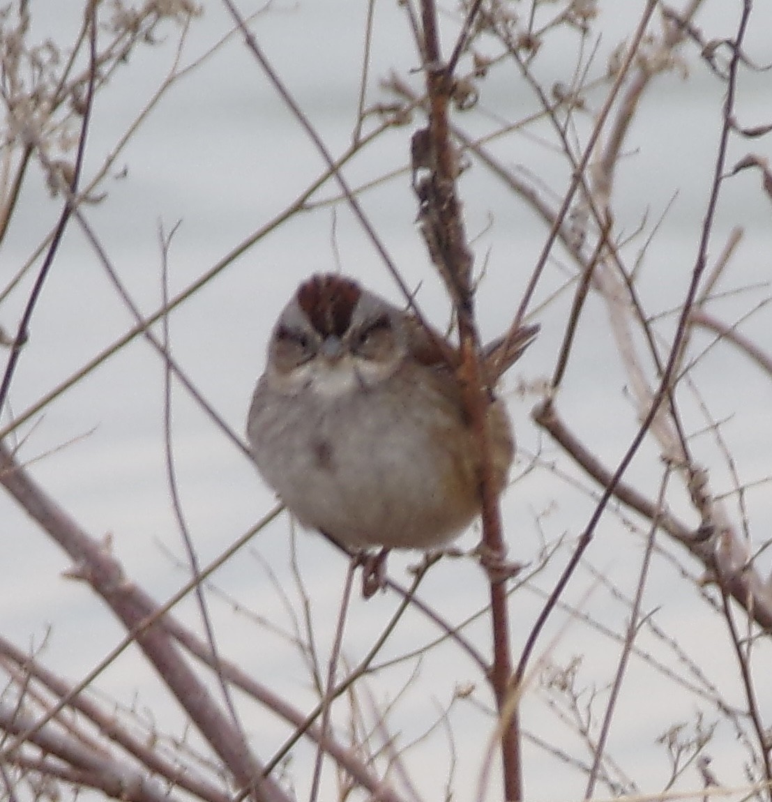 American Tree Sparrow - ML409915601
